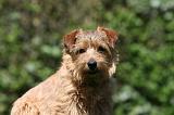 NORFOLK TERRIER 063